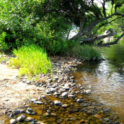Merced River Restoration thumb
